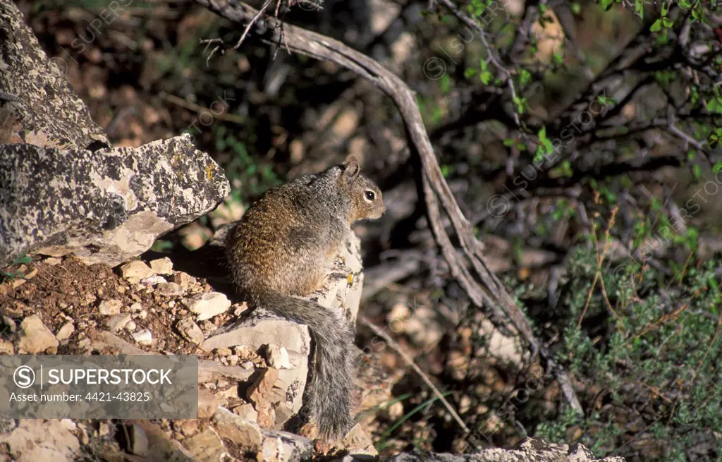 Squirrel - Rock (Spermophilus variegatus)