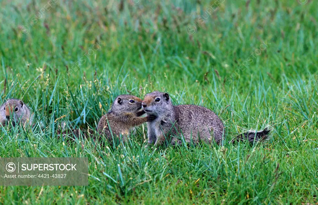Uinta Ground Squirrel (Spermophilus armatus)   Adult with young, Yellowstone Nat. Park, USA.