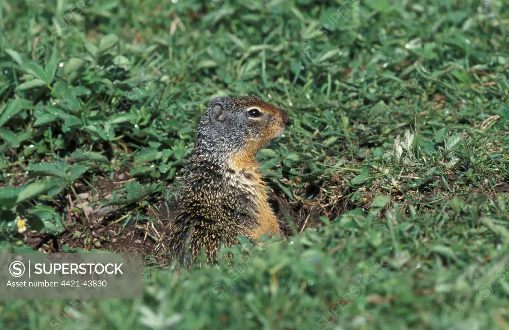 Columbian Ground Squirrel  (Spermophilus columbianus) Glacier National Park, Montana, USA.