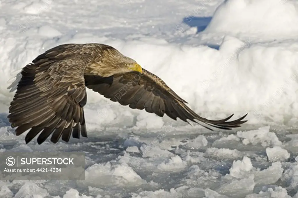 White-tailed Eagle (Haliaeetus albicilla) adult, in flight over sea ice, Nemuro Channel, Hokkaido, Japan, winter