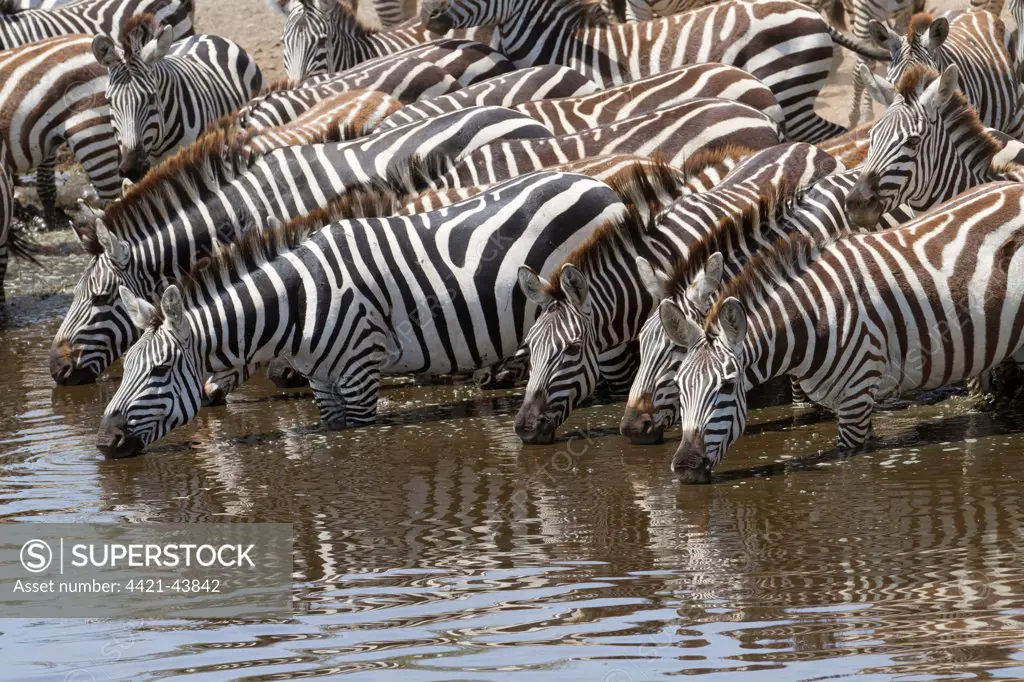 Common Zebra (Equus quagga) adults, herd drinking at waterhole, Serengeti N.P., Tanzania, December