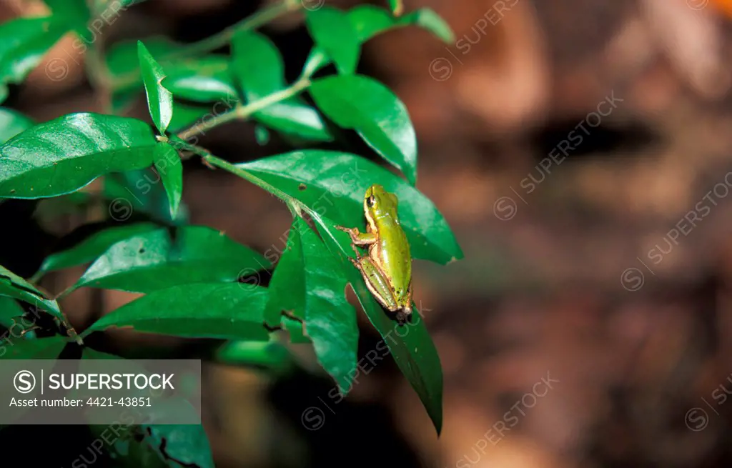 Northern Dwarf Tree Frog  (Litoria bicolor)