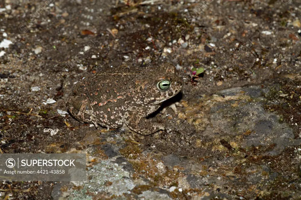Natterjack Toad (Bufo calamita) adult, camouflaged on rocks at night, Extremadura, Spain, September