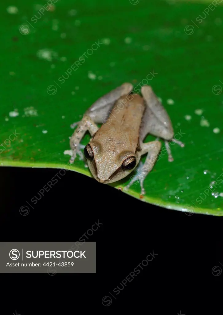 Two-striped Treefrog (Scinax rubra) introduced species, immature, sitting on leaf, Fond Doux Plantation, St. Lucia, Windward Islands, Lesser Antilles, December