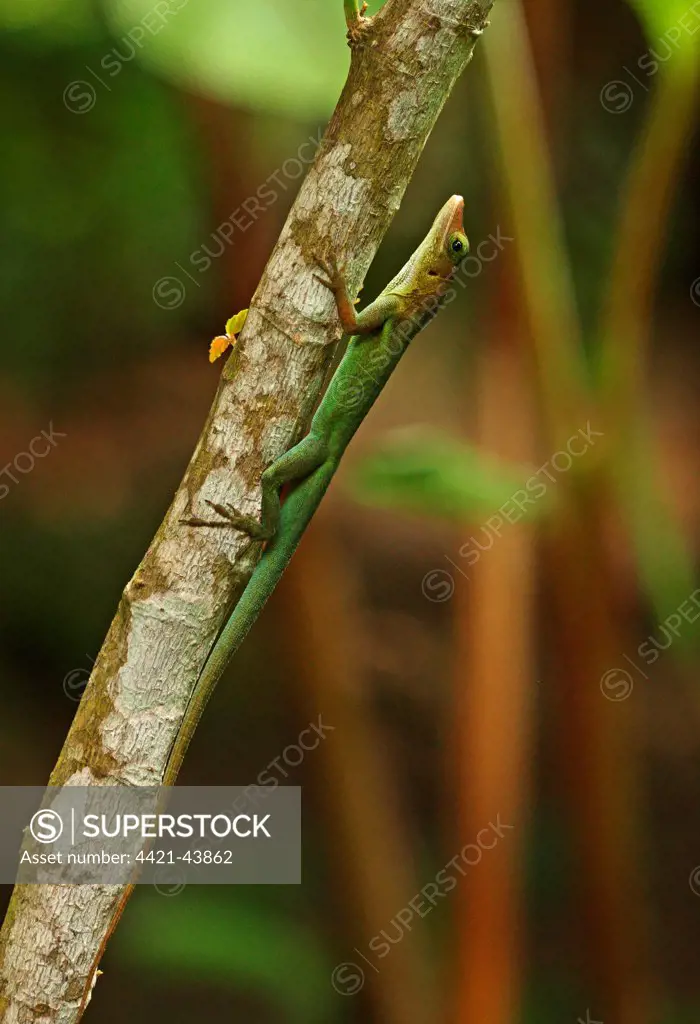 Saint Lucia Anole (Anolis luciae) green form, adult, clinging to branch, Fond Doux Plantation, St. Lucia, Windward Islands, Lesser Antilles, December