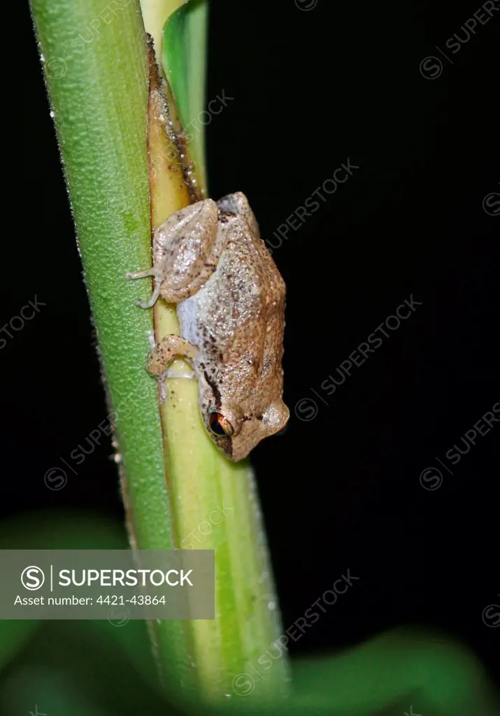 Lesser Antillean Whistling Frog (Eleutherodactylus johnstonei) adult, clinging to stem, Fond Doux Plantation, St. Lucia, Windward Islands, Lesser Antilles, December