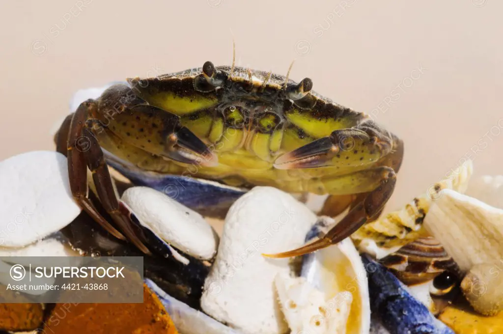 Shore Crab (Carcinus maenas) juvenile, clambering over seashells, Joss Bay, Kent, England, September (photographed in specialist photography tank and subsequently returned to wild)