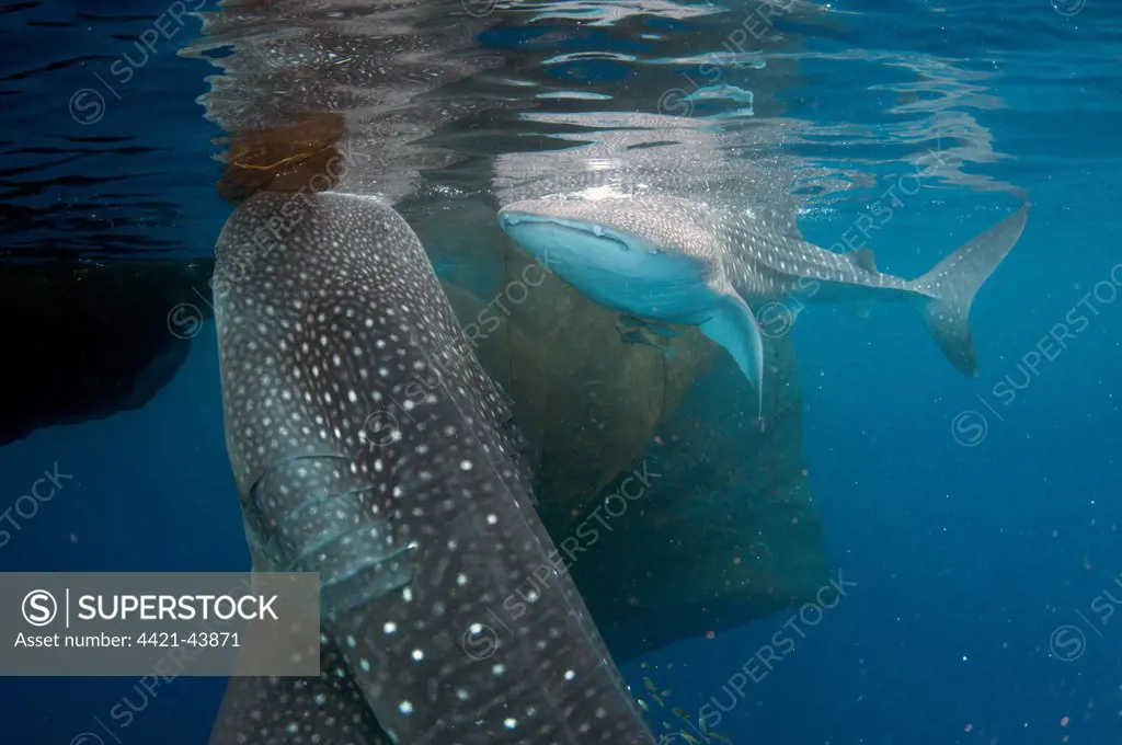 Whale Shark (Rhincodon typus) two adults, with remoras, feeding below nets of fishing platform (bagan), Cenderawasih Bay, West Papua, New Guinea, Indonesia, June