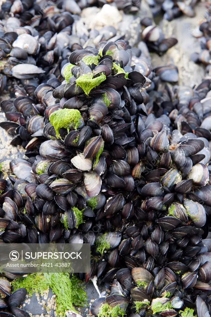 Common Mussel (Mytilus edulis) group, on rocks near seashore, Newquay, Cornwall, England, August