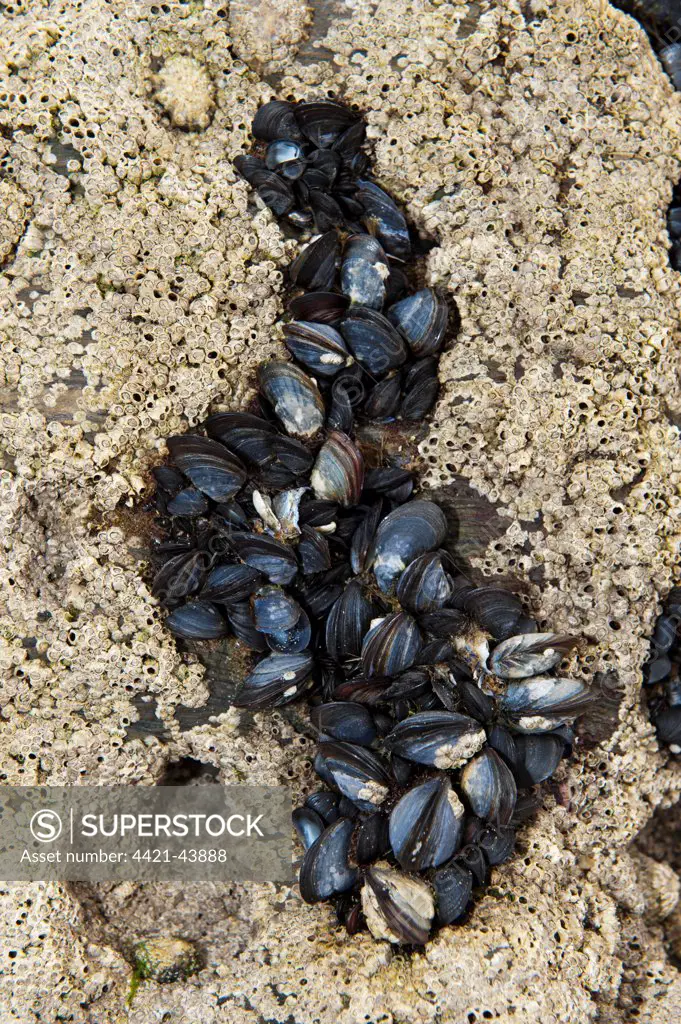 Common Mussel (Mytilus edulis) group, on barnacle covered rocks, Newquay, Cornwall, England, August