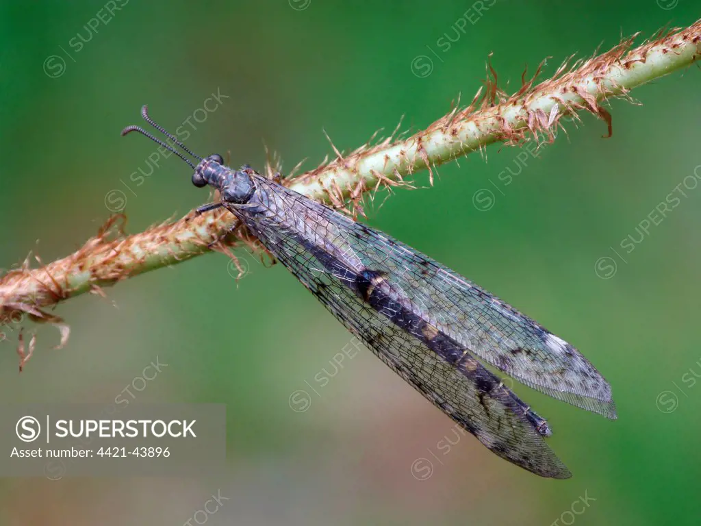 Antlion (Myrmeleon formicarius) adult, resting on stem, Cannobina Valley, Italian Alps, Piedmont, Northern Italy, July