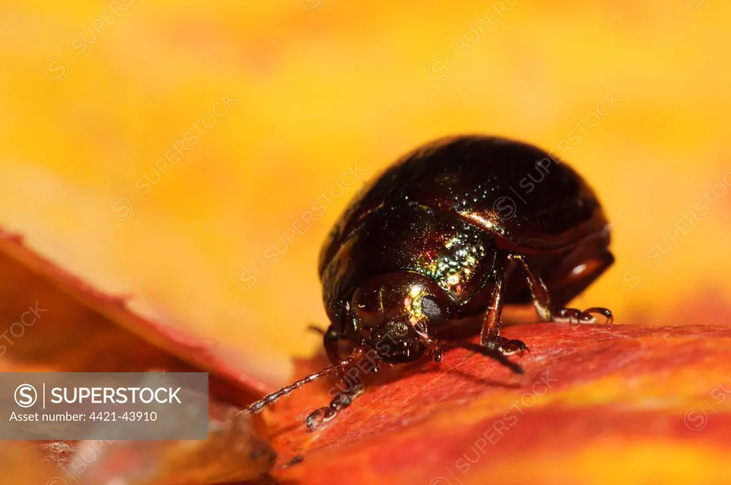 Rosemary Beetle (Chrysolina americana) introduced species, adult, on autumn leaf in garden, Belvedere, Bexley, Kent, England, September
