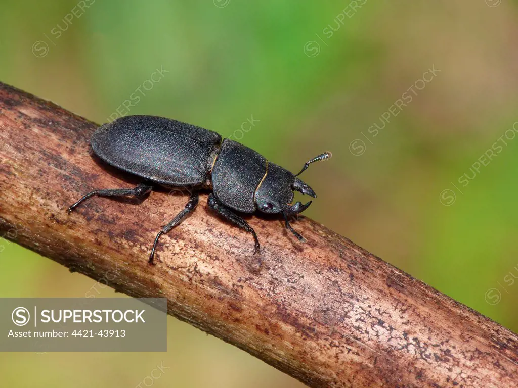 Lesser Stag Beetle (Dorcus parallelipipedus) adult, resting on branch, Cannobina Valley, Italian Alps, Piedmont, Northern Italy, July