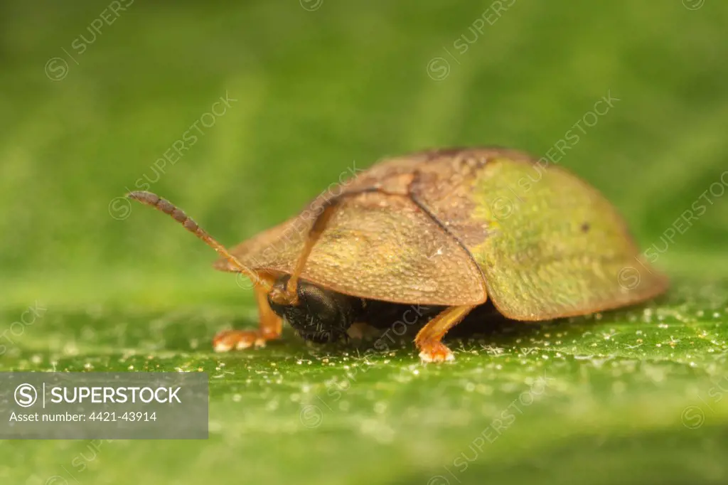 Green Tortoise Beetle (Cassida viridis) adult, peeping out from under pronotum, resting on leaf, Leicestershire, England, July