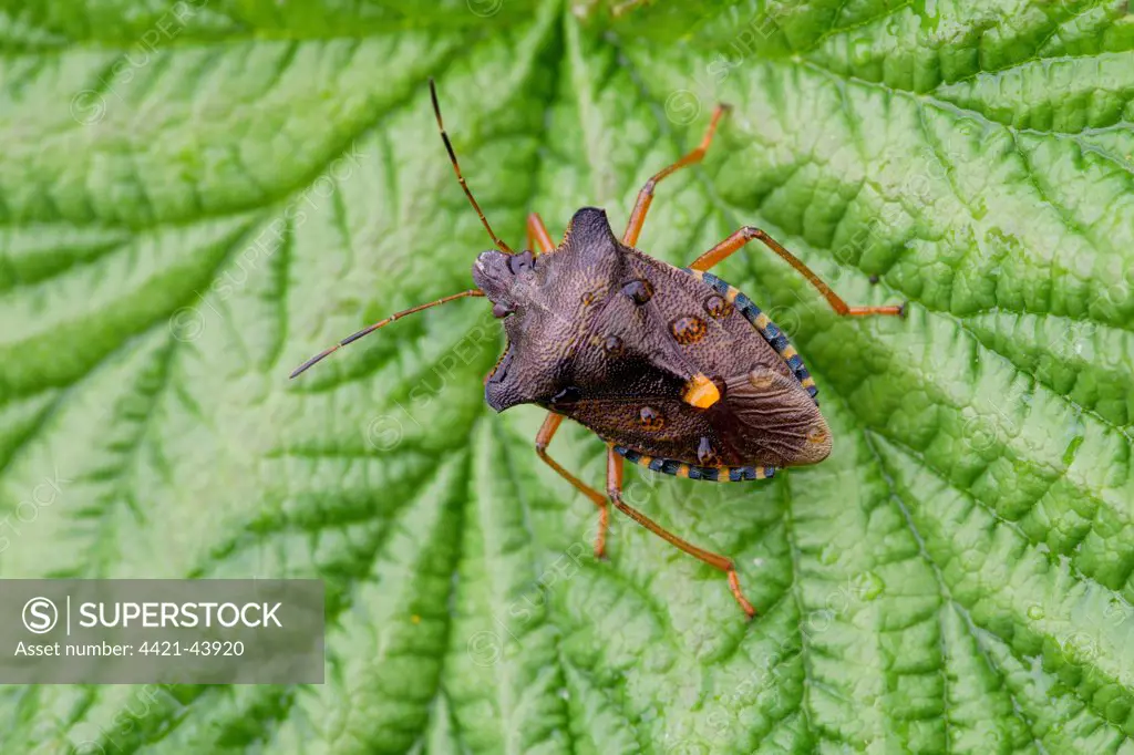 Forest Bug (Pentatoma rufipes) adult, with raindrops, resting on leaf, River Whiteadder, Berwickshire, Scottish Borders, Scotland, August