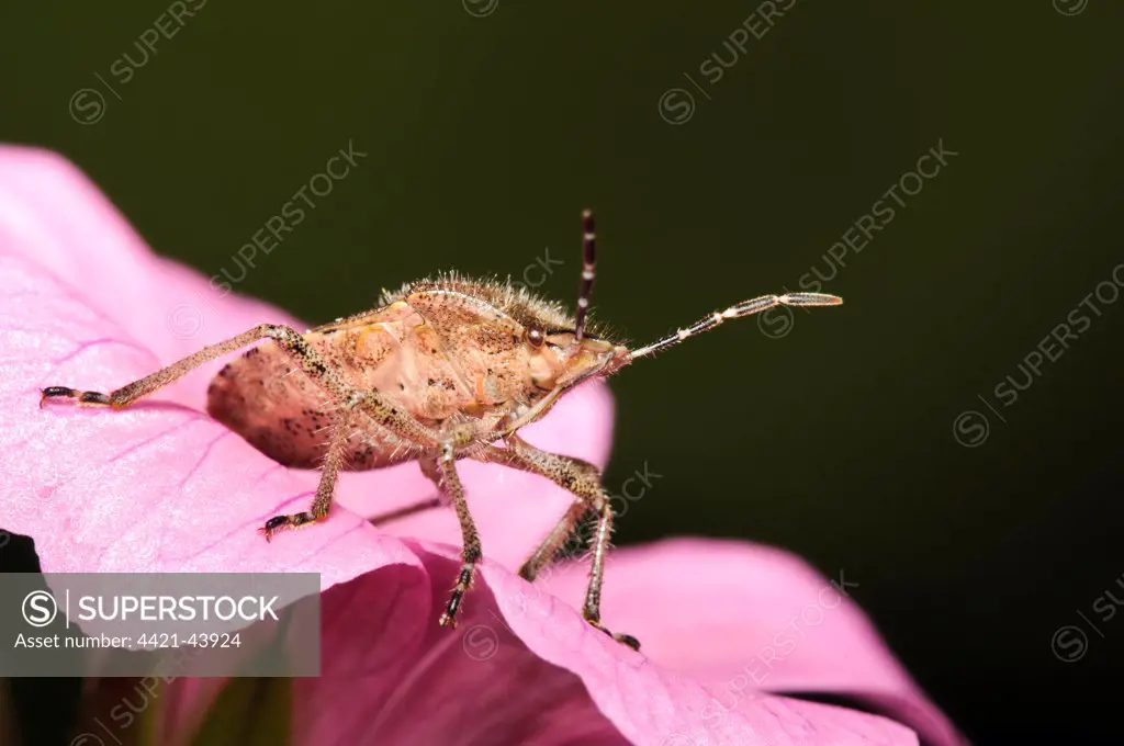Sloe Bug (Dolycoris baccarum) adult, on pink flower in garden, Belvedere, Bexley, Kent, England, September