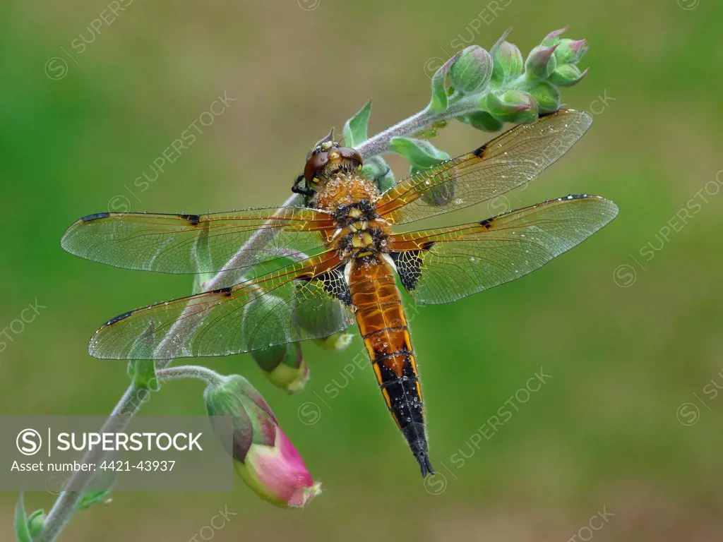 Four-spotted Chaser (Libellula quadrimaculata) adult, resting on Foxglove (Digitalis purpurea) flowerspike in garden, Leicestershire, England, June