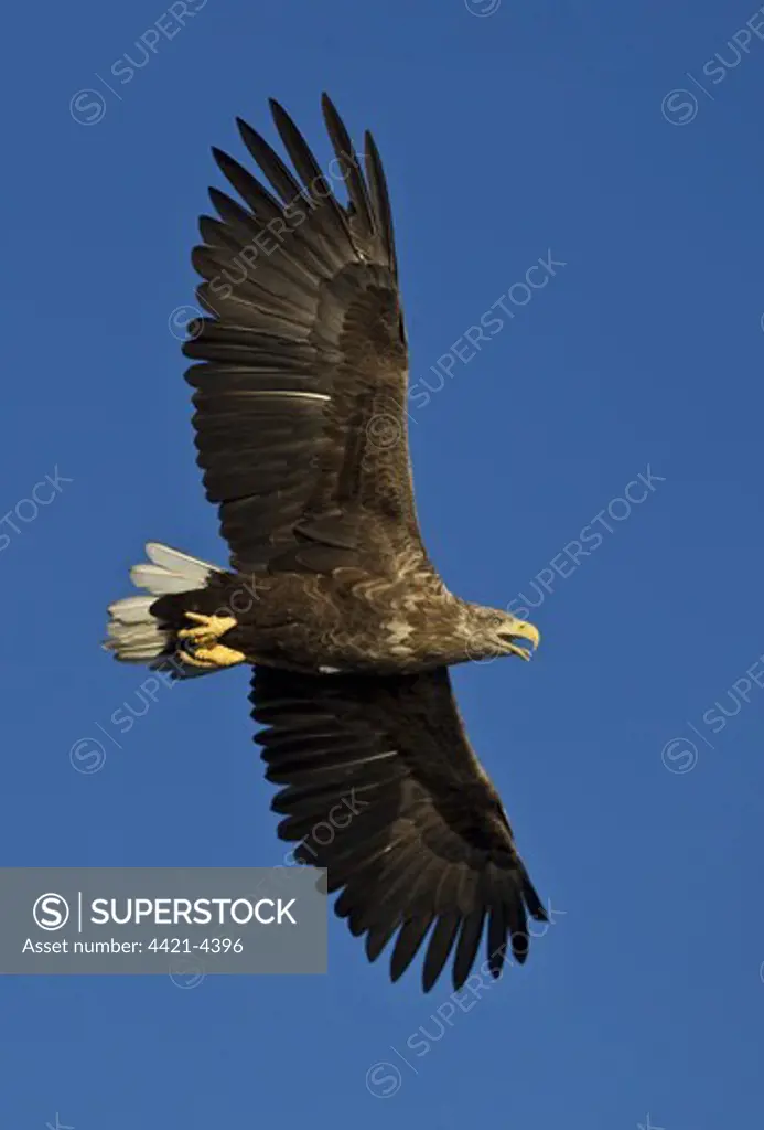 White-tailed Eagle (Haliaeetus albicilla) adult, in flight, calling, Flatanger, Norway, august