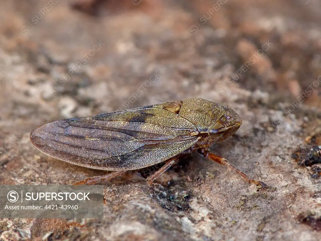 Froghopper (Aphrophora alni) adult, resting on tree stump in meadow, Cannobina Valley, Italian Alps, Piedmont, Northern Italy, July