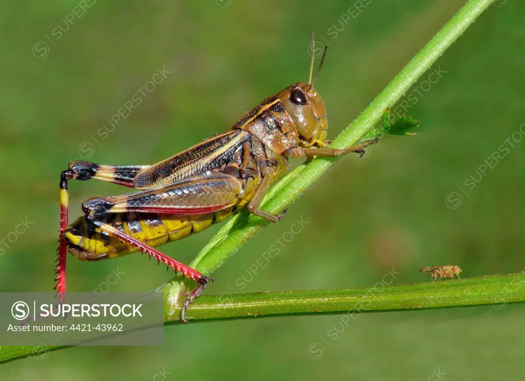 Large Banded Grasshopper (Arcyptera fusca) adult female, resting on stem, Cannobina Valley, Italian Alps, Piedmont, Northern Italy, July
