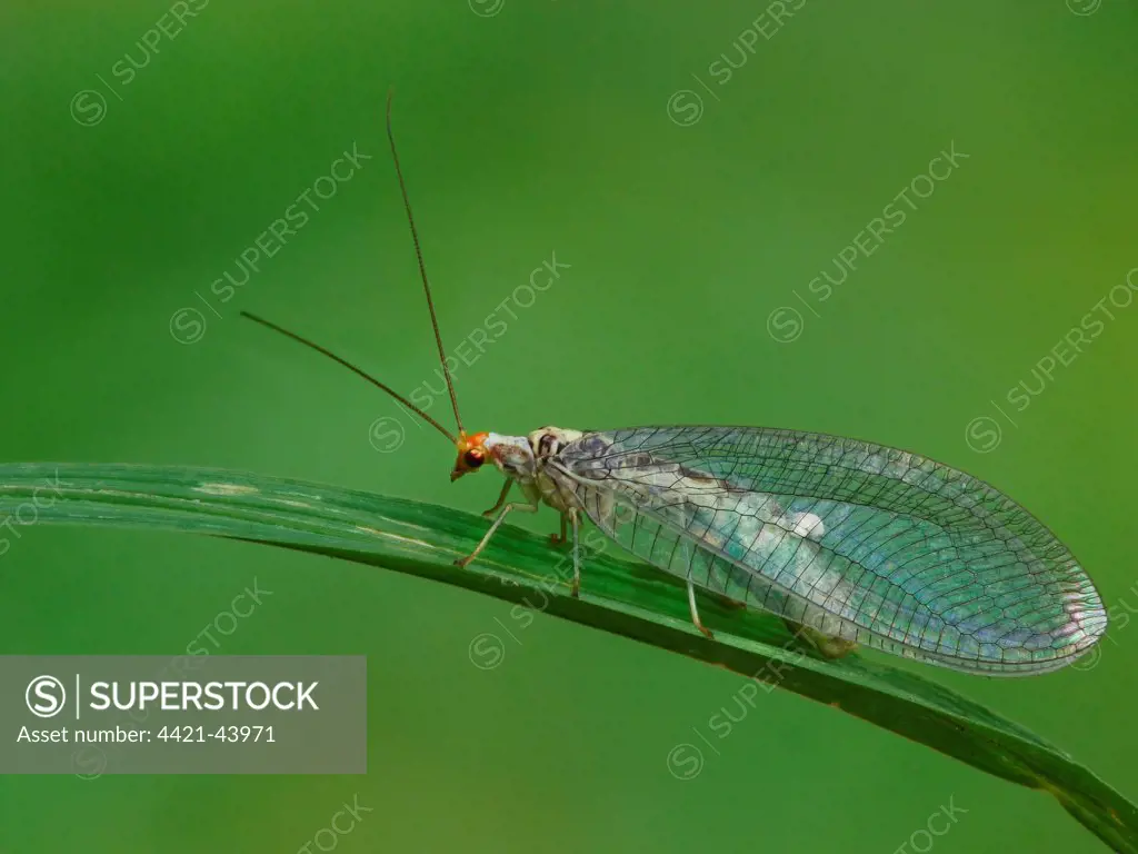 Green Lacewing (Chrysopa perla) adult female, resting on leaf, Cannobina Valley, Italian Alps, Piedmont, Northern Italy, July