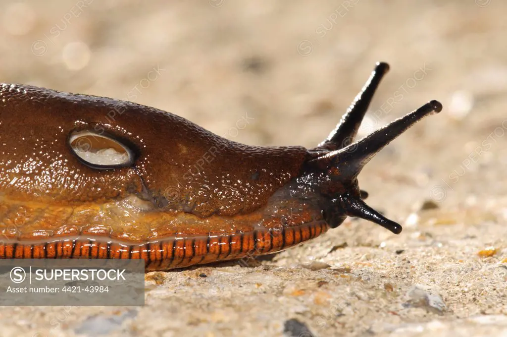 Red Slug (Arion rufus) adult, close-up of head showing pneumostome (breathing hole), crossing concrete roadway, Crossness Nature Reserve, Bexley, Kent, England, September