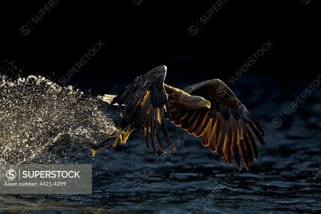 White-tailed Eagle (Haliaeetus albicilla) adult, in flight, with fish in talons, fishing in sea, backlit, Flatanger, Norway, august