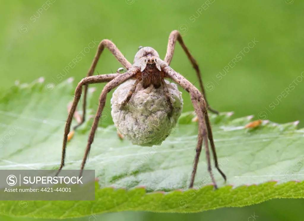 Nursery-web Spider (Pisaura mirabilis) adult female, carrying egg sac on leaf, Leicestershire, England, July