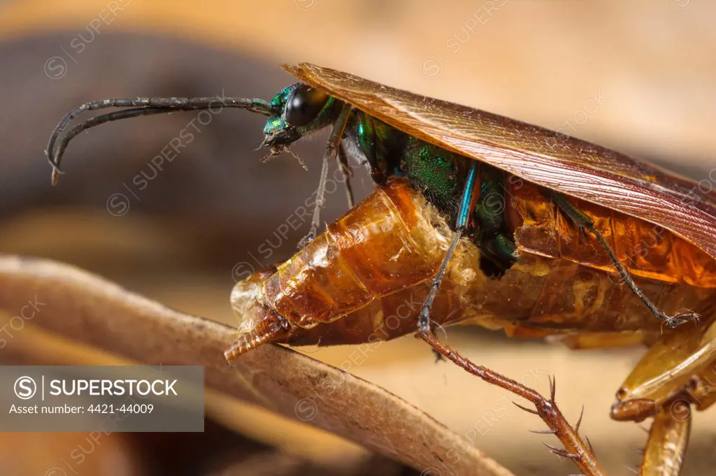Emerald Cockroach Wasp (Ampulex compressa) adult female, emerging from dead body of American Cockroach (Periplaneta americana) after it fed upon it as larva and pupated inside, South Asia, Africa and Pacific Islands (controlled conditions)