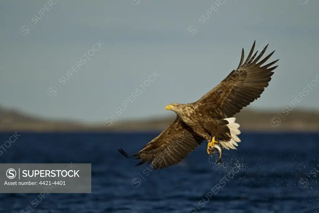White-tailed Eagle (Haliaeetus albicilla) adult, in flight, with fish in talons, fishing in sea, Flatanger, Norway, august