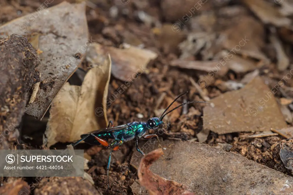Emerald Cockroach Wasp (Ampulex compressa) adult female, beside burrow entrance, South Asia, Africa and Pacific Islands (controlled conditions)