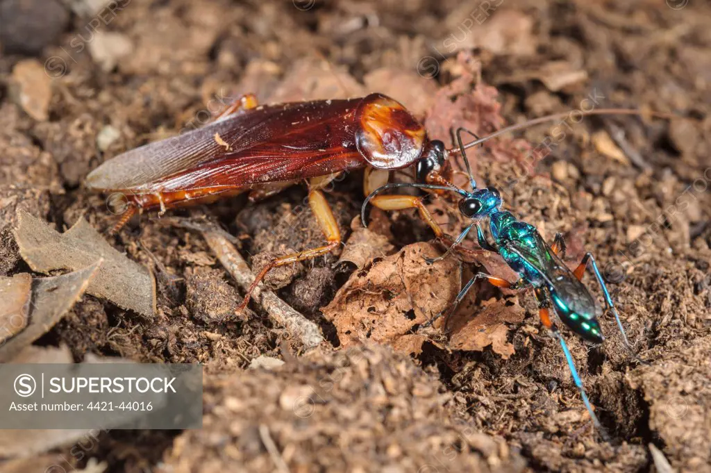 Emerald Cockroach Wasp (Ampulex compressa) adult female, leading American Cockroach (Periplaneta americana) 'zombie' by antenna to burrow, South Asia, Africa and Pacific Islands (controlled conditions)