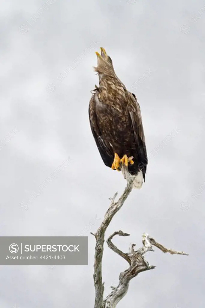 White-tailed Eagle (Haliaeetus albicilla) adult, calling, perched on dead tree during blizzard, Flatanger, Norway, february