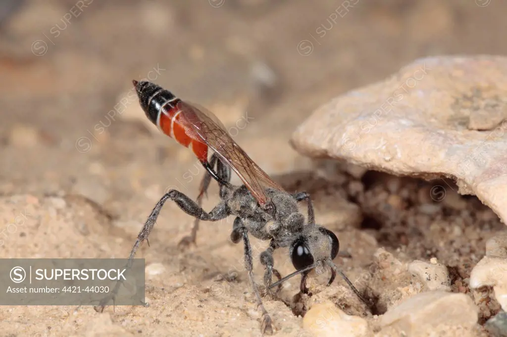 Sand Wasp (Sphex albisectus) adult female, filling nesting burrow with small stone, Chaine des Alpilles, Bouches-du-Rhone, Provence, France, June