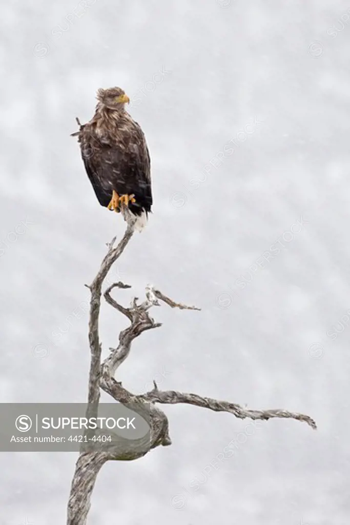 White-tailed Eagle (Haliaeetus albicilla) adult, perched on dead tree during blizzard, Flatanger, Norway, february