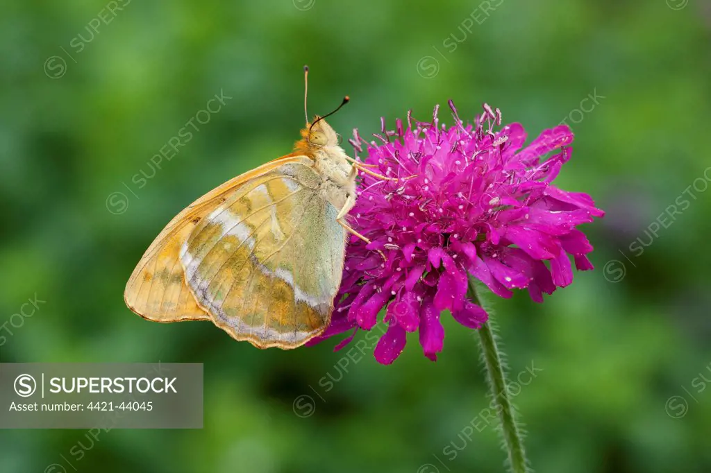 Silver-washed Fritillary (Argynnis paphia) adult, feeding on Macedonian Scabious (Knautia macedonica) flowers in garden, England, June