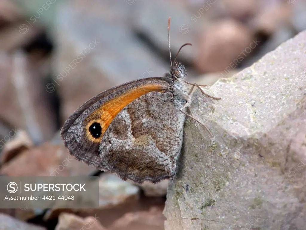 Southern Gatekeeper (Pyronia cecilia) adult, resting on rock, Andalucia, Spain, May