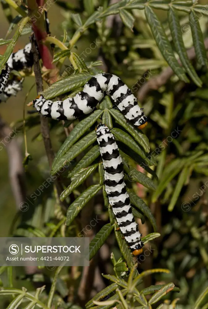 Roseate Emperor (Eochroa trimenii) caterpillars, on melianthus leaves, Namaqua Desert, Namaqualand, South Africa, August