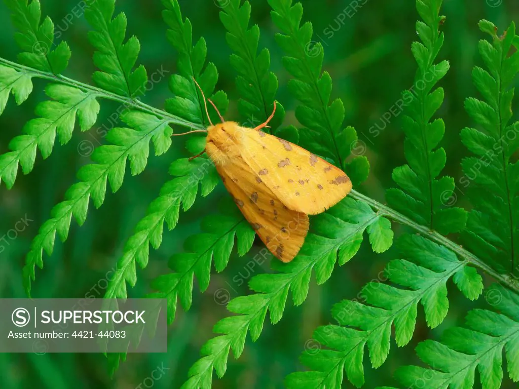 Yellow Tiger Moth (Rhyparia purpurata) adult, resting on Lady Fern (Athyrium filix-femina) frond, Cannobina Valley, Italian Alps, Piedmont, Northern Italy, July