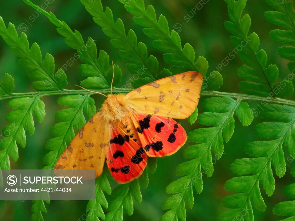 Yellow Tiger Moth (Rhyparia purpurata) adult, showing red hindwing colouration, resting on Lady Fern (Athyrium filix-femina) frond, Cannobina Valley, Italian Alps, Piedmont, Northern Italy, July