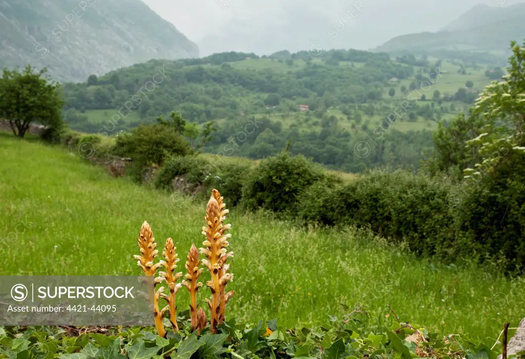 Ivy Broomrape (Orobanche hederae) flowering, parasitic on ivy, growing in upland habitat, Picos de Europa, Cantabrian Mountains, Spain, June