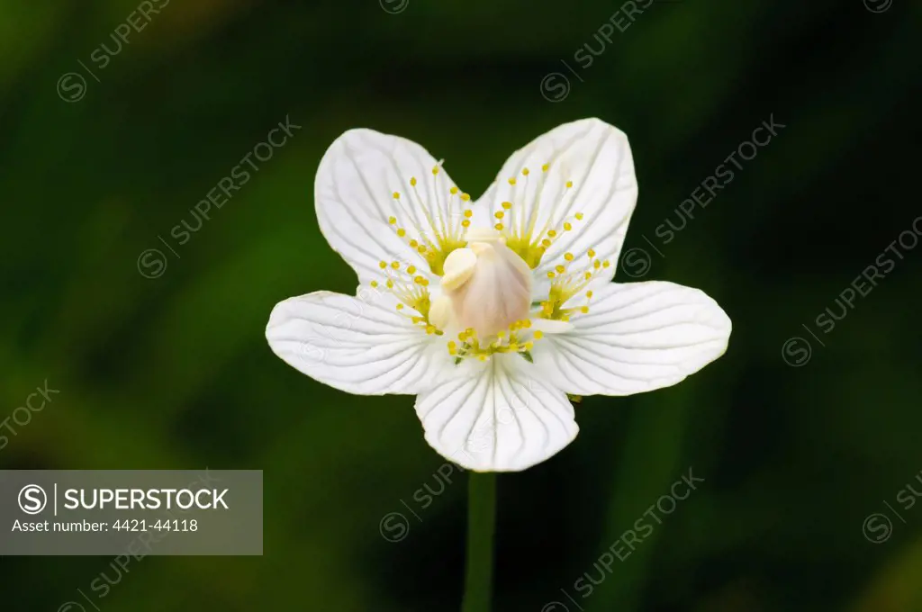 Grass of Parnassus (Parnassia palustris) close-up of flower, growing on banks of mountain burn, Allt na Croite, tributary of River Findhorn, Findhorn Valley, Inverness-shire, Highlands, Scotland, August