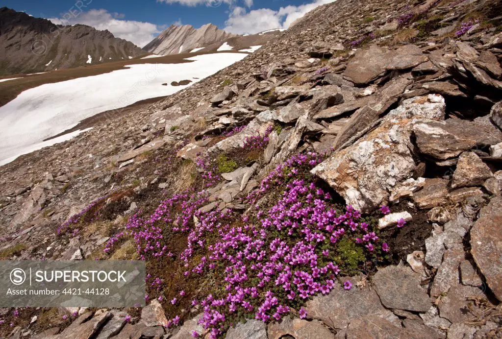 Purple Saxifrage (Saxifraga oppositifolia) flowering mass, growing in mountain habitat, Col Agnel, Queyras, French Alps, France, June