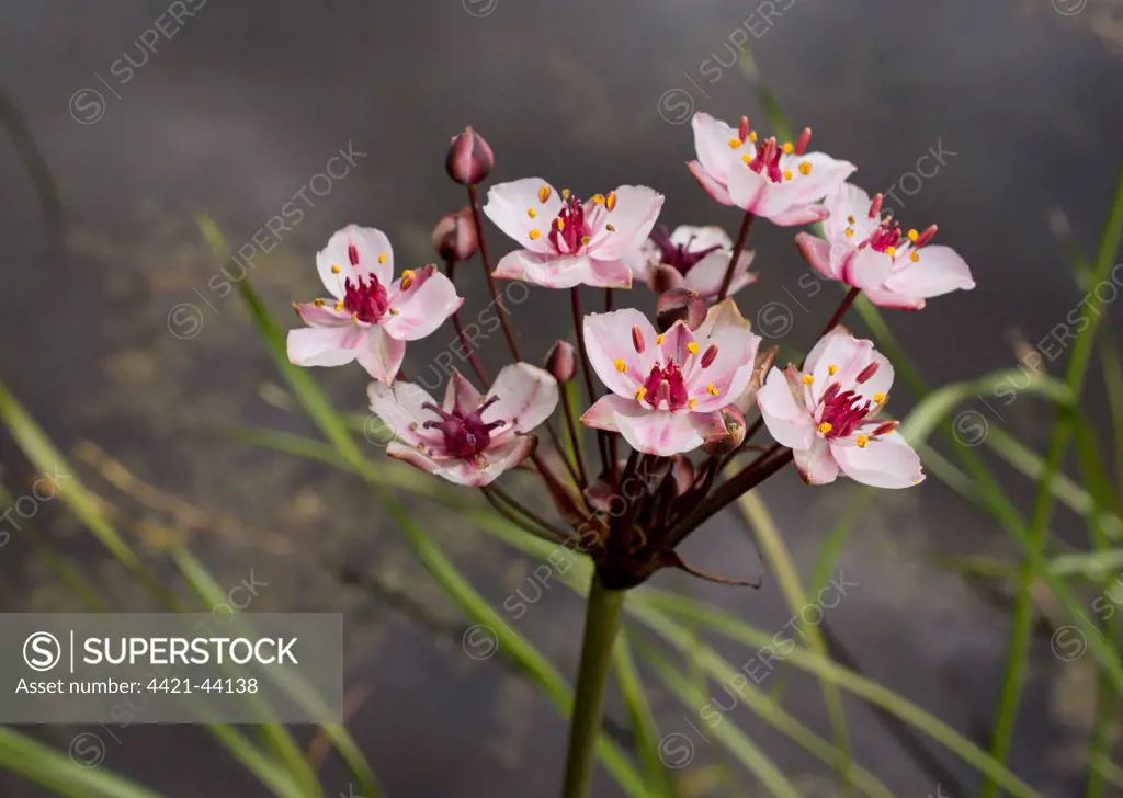 Flowering Rush (Butomus umbellatus) flowering, growing beside lake near coast, Weymouth, Dorset, England, July