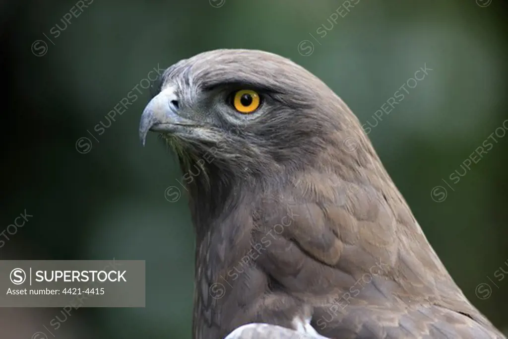 Black-chested Snake-eagle (Circaetus pectoralis) adult, close-up of head, Cape Town, Western Cape, South Africa