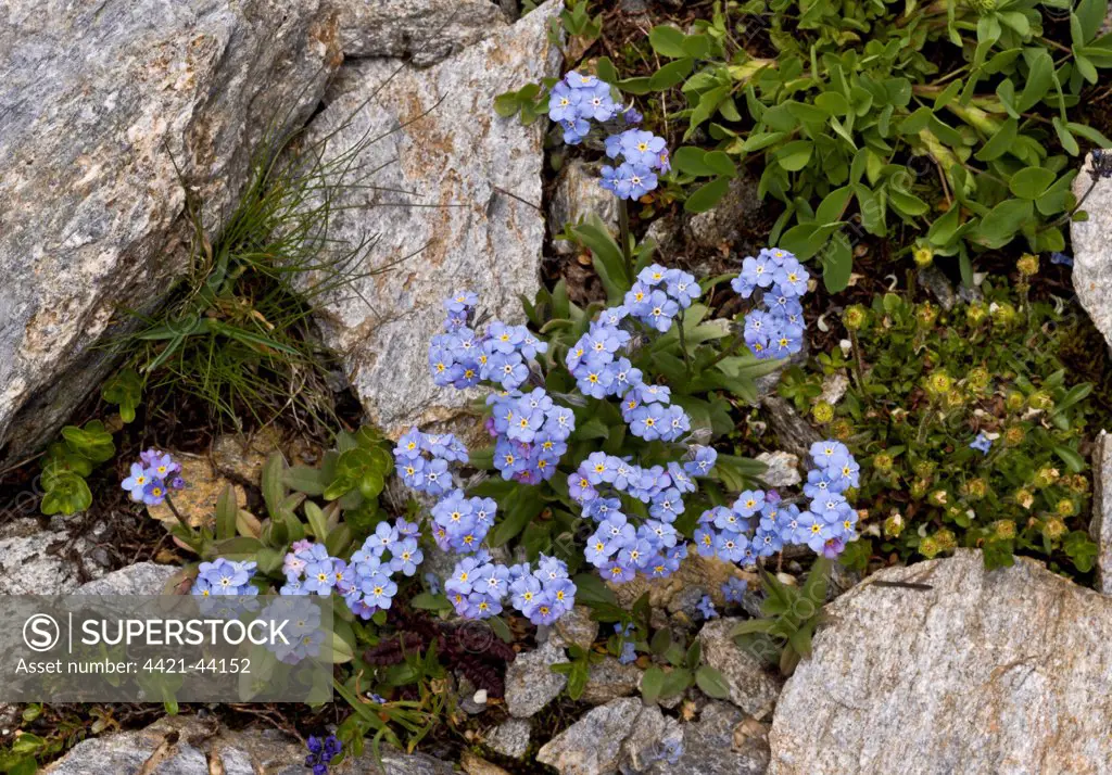 Alpine Forget-me-not (Myosotis alpestris) flowering, French Alps, France, July