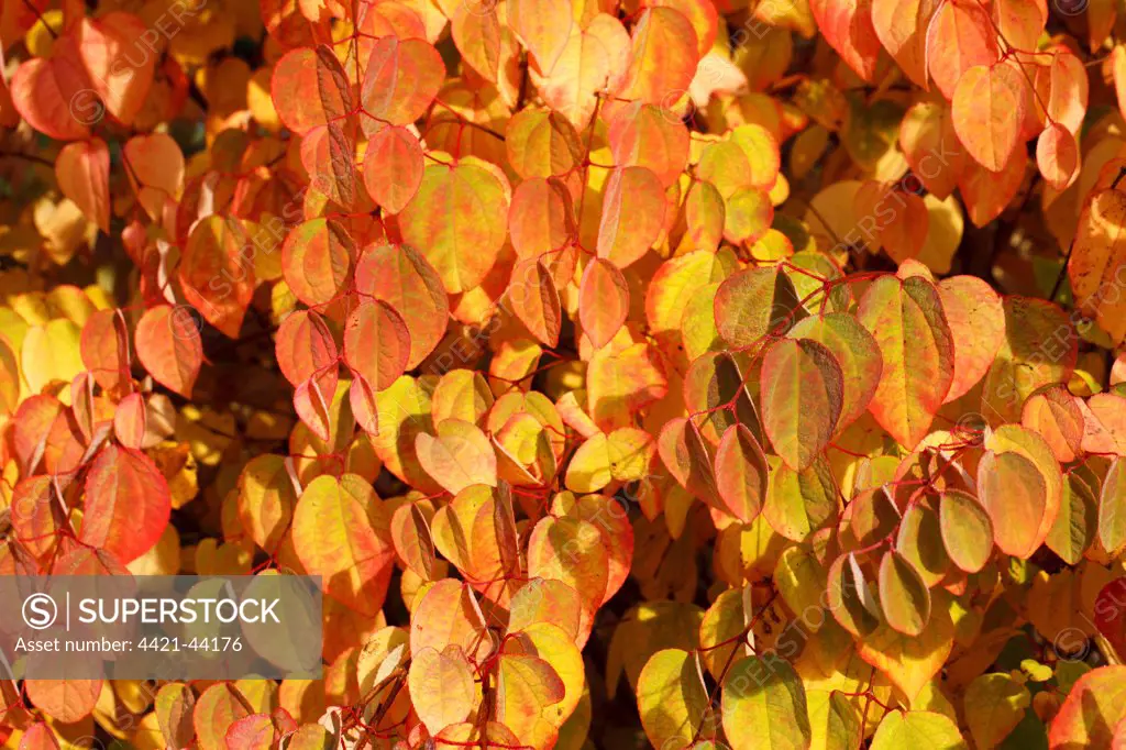 Katsura Tree (Cercidiphyllum japonicum) close-up of leaves, in autumn colour, in garden, Powys, Wales, October