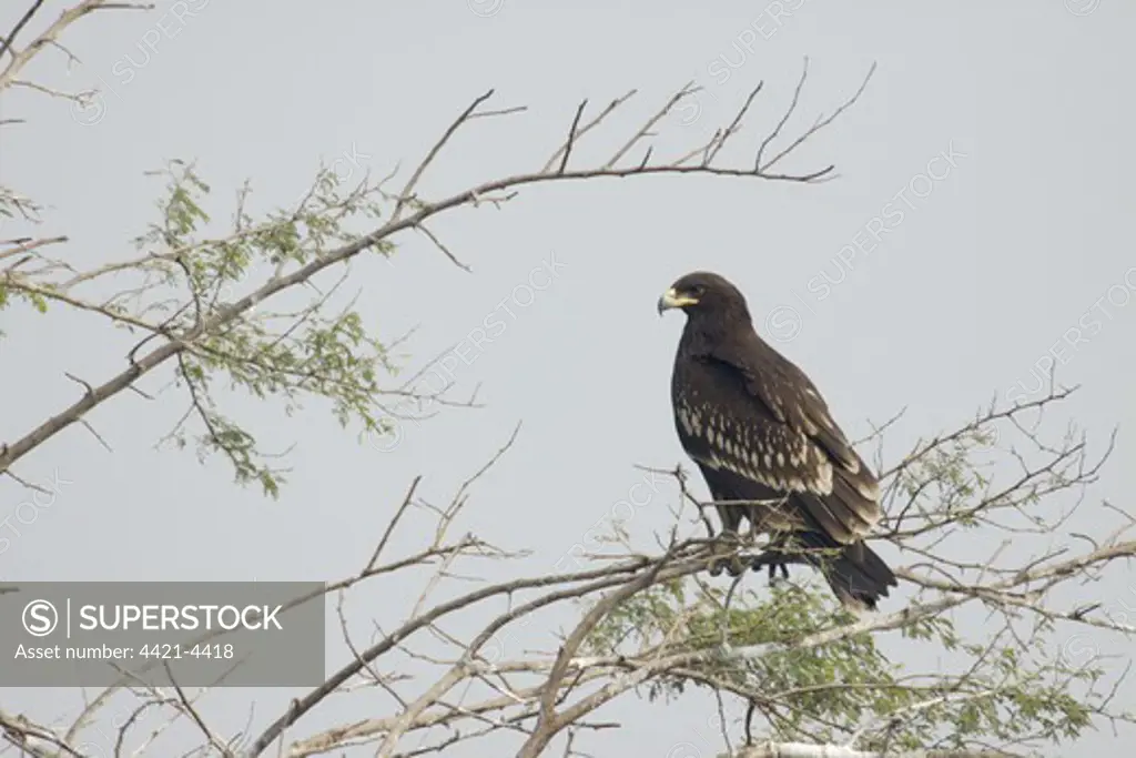 Greater Spotted Eagle (Aquila clanga) juvenile, perched on branches in tree, Keoladeo Ghana N.P. (Bharatpur), Rajasthan, India