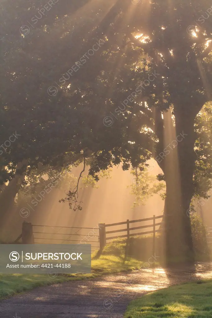 Sessile Oak (Quercus petraea) habit, growing beside gate on farm, backlit in fog with sunbeams, Powys, Wales, October