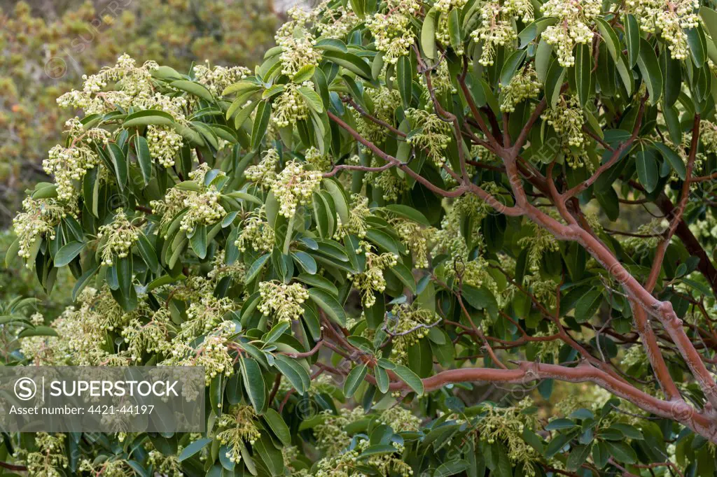 Eastern Strawberry Tree (Arbutus andrachne) flowering, Chios, Greece, April